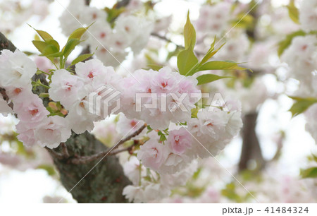 満開の桜 満開の桜 41484324