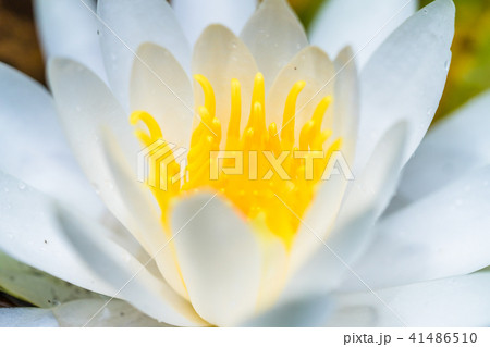 睡蓮花 41486510