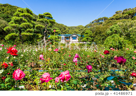鎌倉文学館 バラ園 41486971
