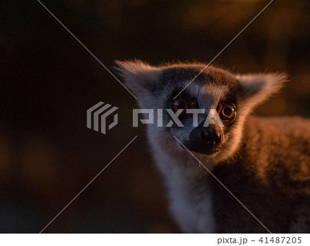 ワオキツネザル 41487205