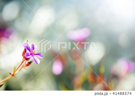 ヒメフウロとかわいいバック⑩ 41488374