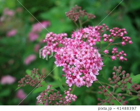 シモツケの花の写真素材 4147