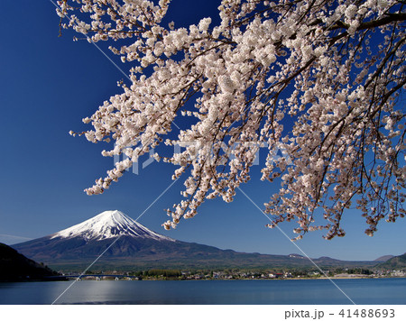 桜咲く河口湖 桜咲く河口湖 41488693