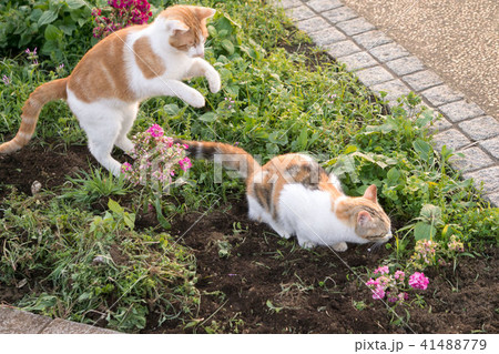 子猫 発情行為 子猫 発情行為 41488779