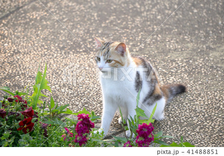 エジプト座り 子猫 41488851