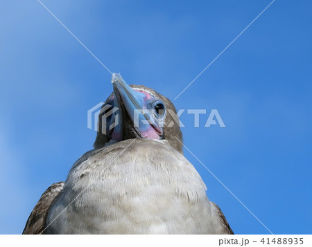 アカアシカツオドリ アカアシカツオドリ 41488935