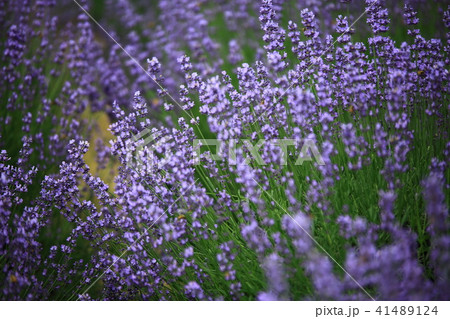 ラベンダー 花畑 紫の写真素材