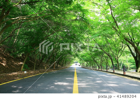 道 一本道 小道 41489204