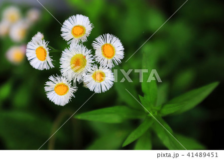 驚くばかりハルジオン 花 最高の花の画像