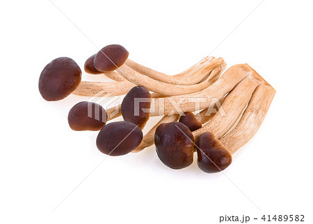 Matsutake mushrooms isolated on white background Matsutake mushrooms isolated on white background 41489582