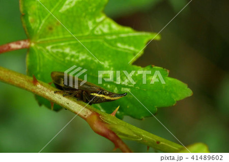 テングアワフキ 41489602