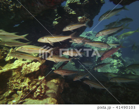 Shoal Of Fish Around Corals, Kauai, Hawaii 41490103