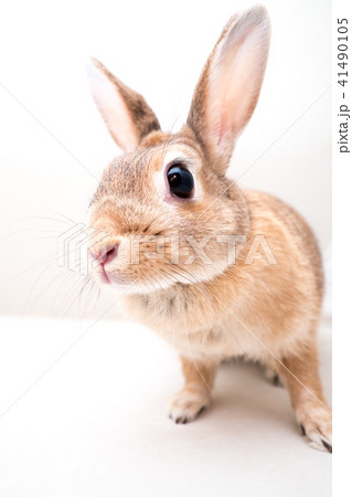 スタジオで撮影した可愛いうさぎ 41490105