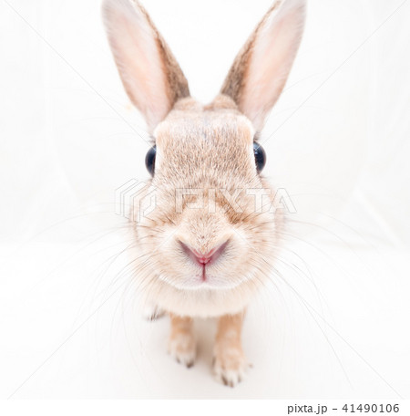 スタジオで撮影した可愛いうさぎ 41490106