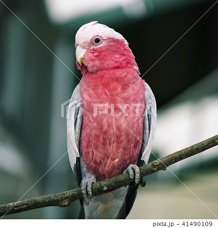 Large pink and grey Galah. 41490109