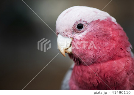 Large pink and grey Galah. 41490110