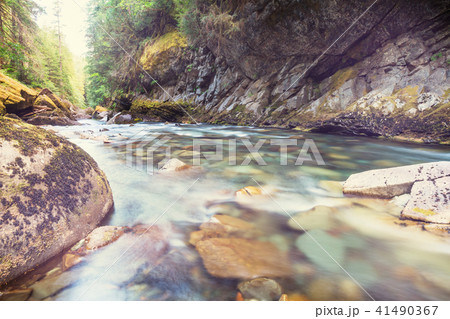 Creek in the forest Creek in the forest 41490367
