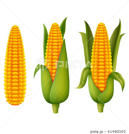 Fresh corn - Stock Illustration [41490505] - PIXTA