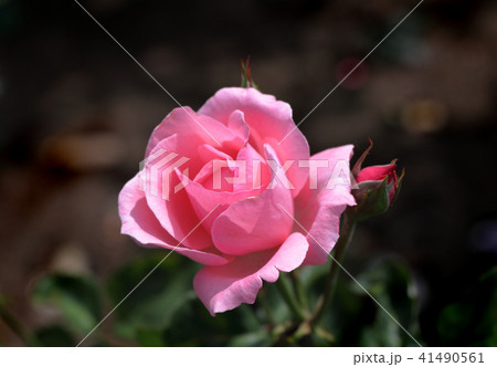 バラの花 バラの花 41490561
