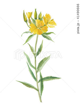 月見草 41490666