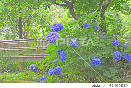 北鎌倉谷戸のアジサイ 北鎌倉谷戸のアジサイ 41490830