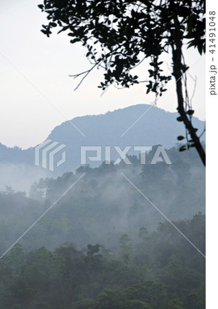 Rain forest of Runakanda Sri Lanka  41491048