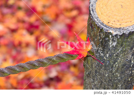 秋　紅葉　一葉 41491050