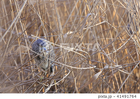 隠れるホシゴイ(ゴイサギの幼鳥) 隠れるホシゴイ(ゴイサギの幼鳥) 41491764