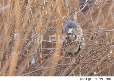 隠れるホシゴイ(ゴイサギの幼鳥) 隠れるホシゴイ(ゴイサギの幼鳥) 41491766