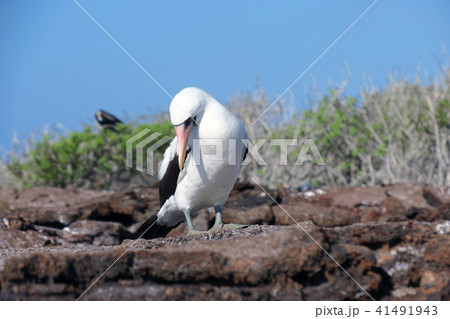 ナスカシカツオドリ ナスカシカツオドリ 41491943