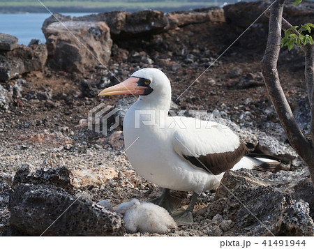 アカアシカツオドリ アカアシカツオドリ 41491944