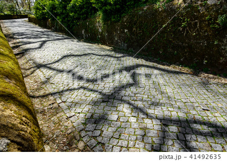 Paved road in the forest Paved road in the forest 41492635