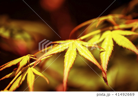 赤と黄色系の紅葉 41492669