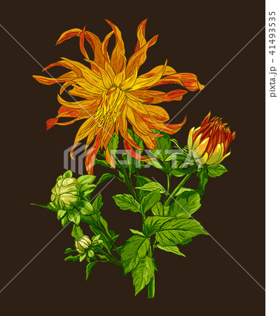 Collection set of hand drawn flowers line art by hand drawing on dark background. 41493535