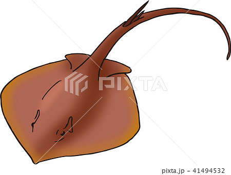 アカエイ アカエイ 41494532