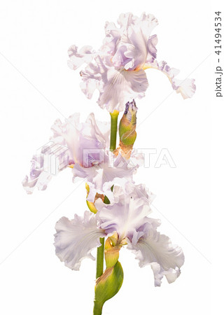 three silver light violet iris flowers isolated on 41494534