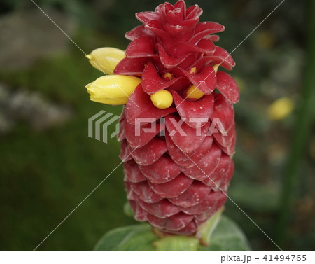 コスッス・バルバッス コスッス・バルバッス 41494765