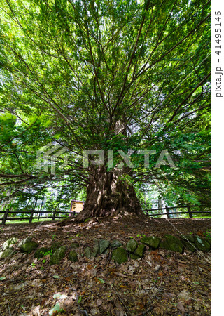 黄金水松 41495146