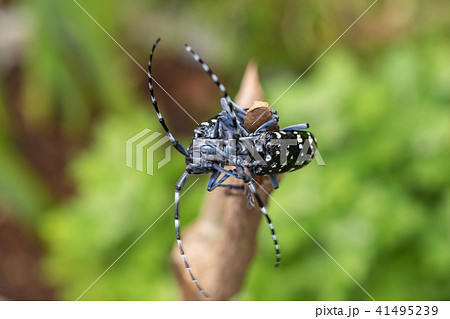 カミキリムシ カミキリムシ 41495239