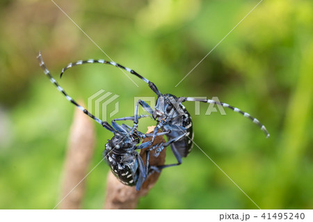 カミキリムシ カミキリムシ 41495240
