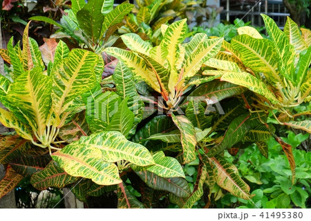Croton Plants with Yellow and Green Leaves Croton Plants with Yellow and Green Leaves 41495380