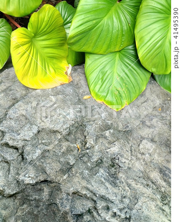 Background of Beautiful Elephant Ear or Colocasia Background of Beautiful Elephant Ear or Colocasia 41495390