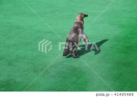 〔福井県坂井市・松島水族館〕フンボルトペンギンの、哀愁を帯びた後ろ姿 41495469