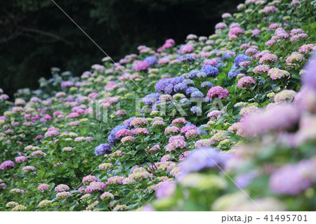 紫陽花 41495701