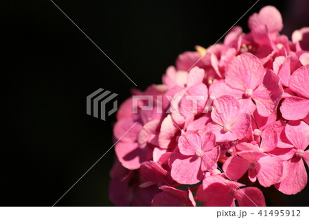 紫陽花 紫陽花 41495912