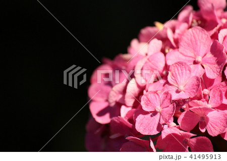 紫陽花 41495913