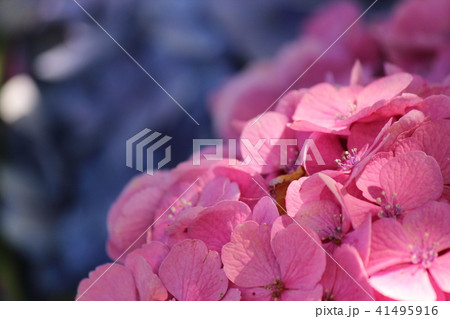 紫陽花 紫陽花 41495916