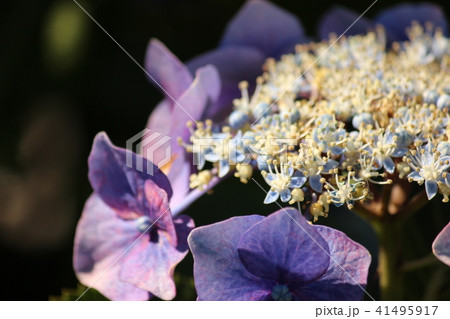 紫陽花 41495917
