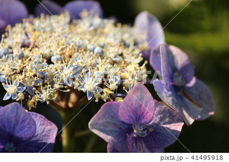 紫陽花 紫陽花 41495918