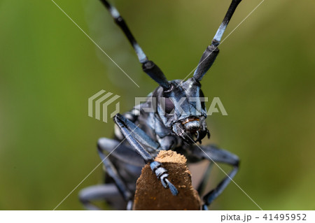 カミキリムシ カミキリムシ 41495952